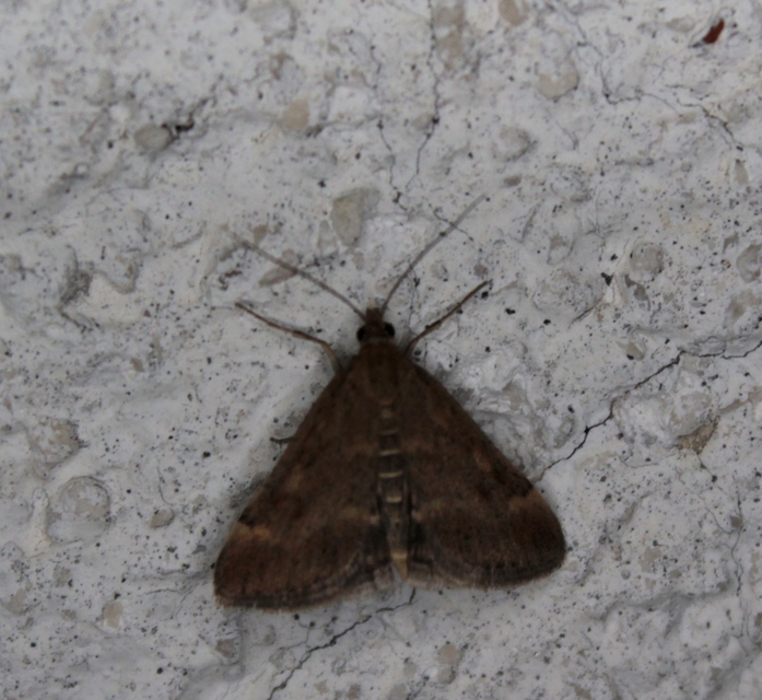 Pyrausta despicata - réti bíbormoly