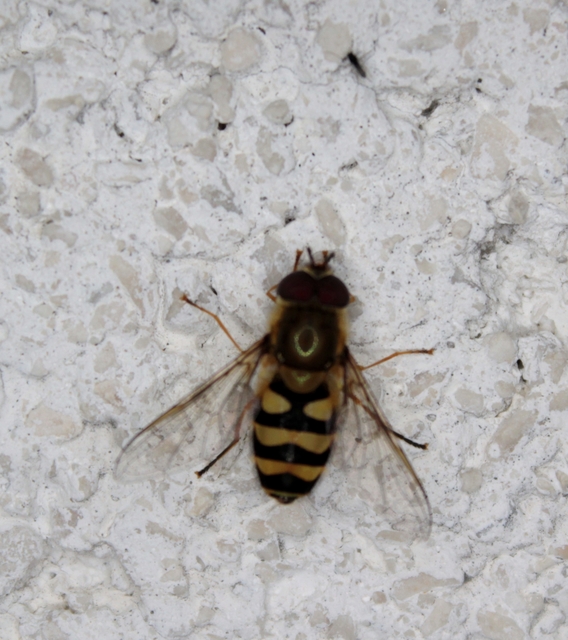 Syrphus