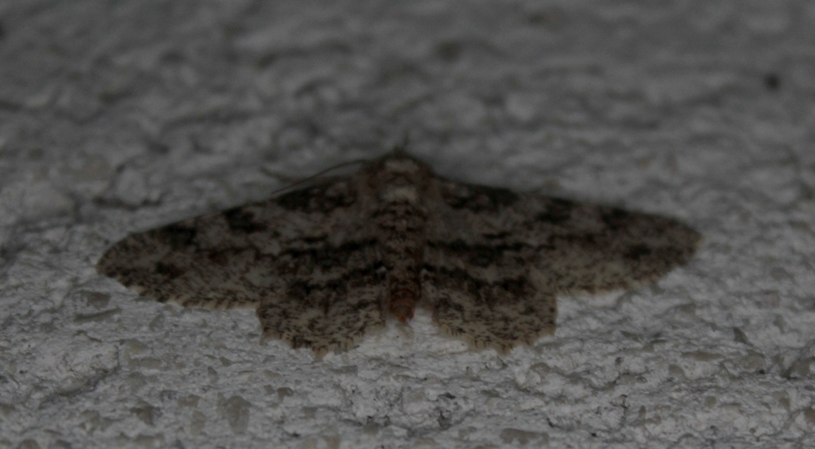 Ascotis selenaria - holdas faaraszoló