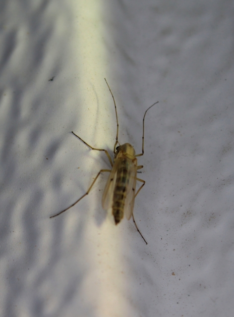 Chironomidae - árvaszúnyogok