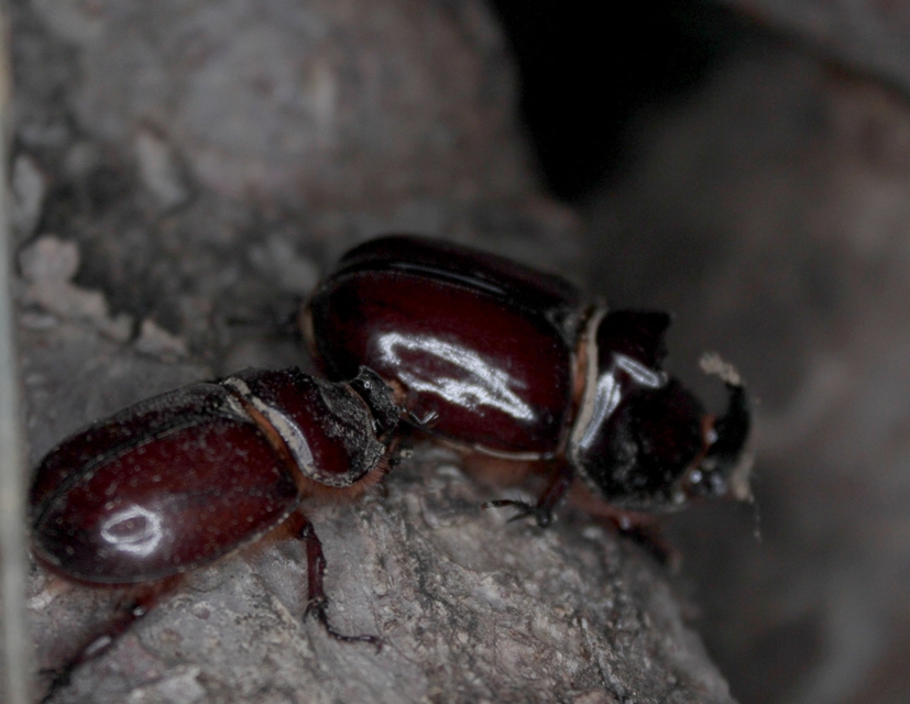Oryctes nasicornis - orrszarvú bogár