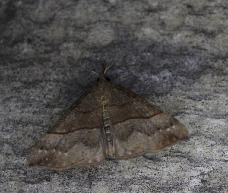 Hypena proboscidalis - ormányos karcsúbagoly