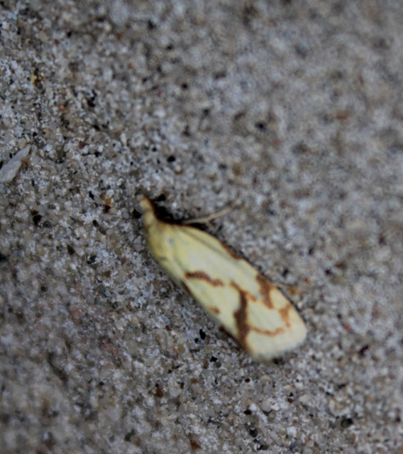 Agapeta hamana - közönséges sárgamoly