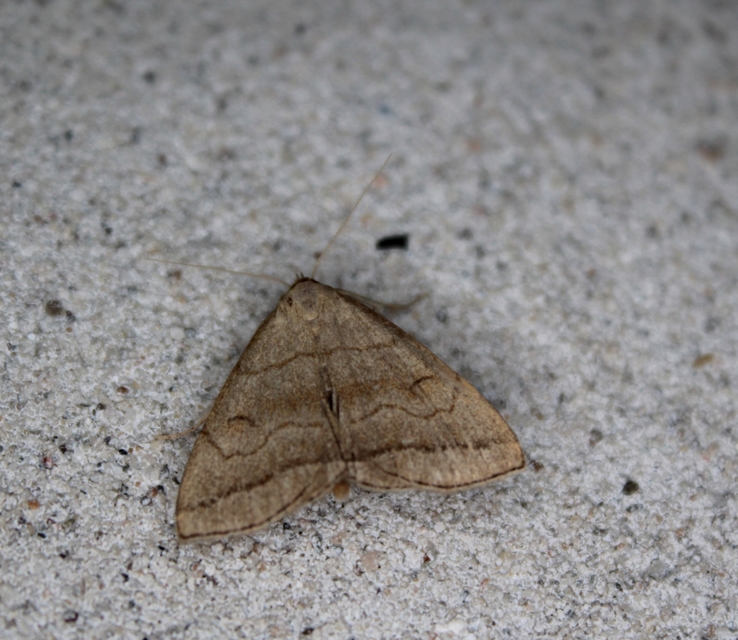 Herminia tarsicrinalis - szőröslábú karcsúbagoly
