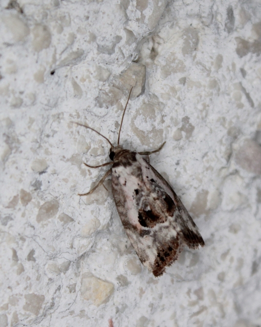 Hapalotis venustula - rózsaszínű mázasbagoly