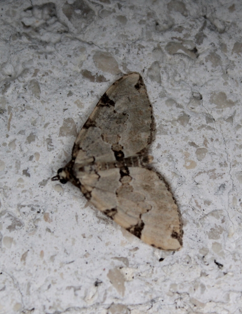 Colostygia pectinataria - zöld levélaraszoló