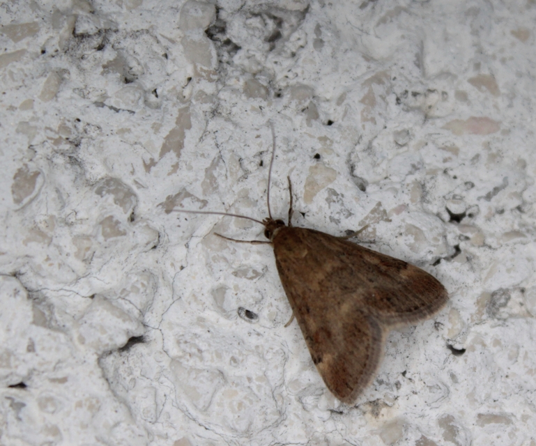 Pyrausta despicata - réti bíbormoly
