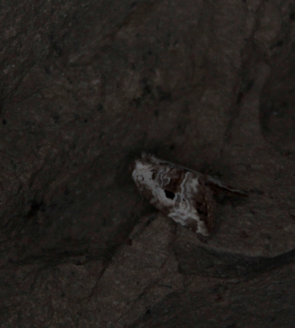 Hapalotis venustula - rózsaszínű mázasbagoly