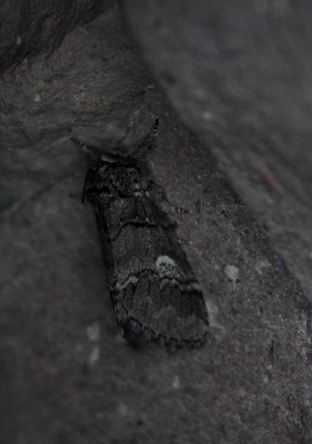 Drymonia querna - tölgyfa-púposszövő