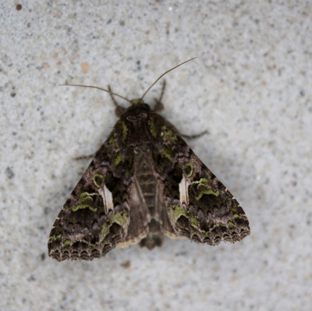 Trachea atriplicis - nyári zöldbagoly