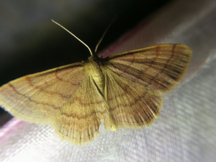 Scopula rubiginata - réti pirosaraszoló