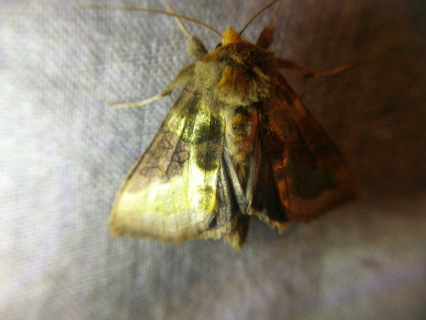 Diachrysia chrysitis/stenochrysis