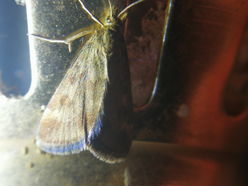 Pyrausta despicata - réti bíbormoly