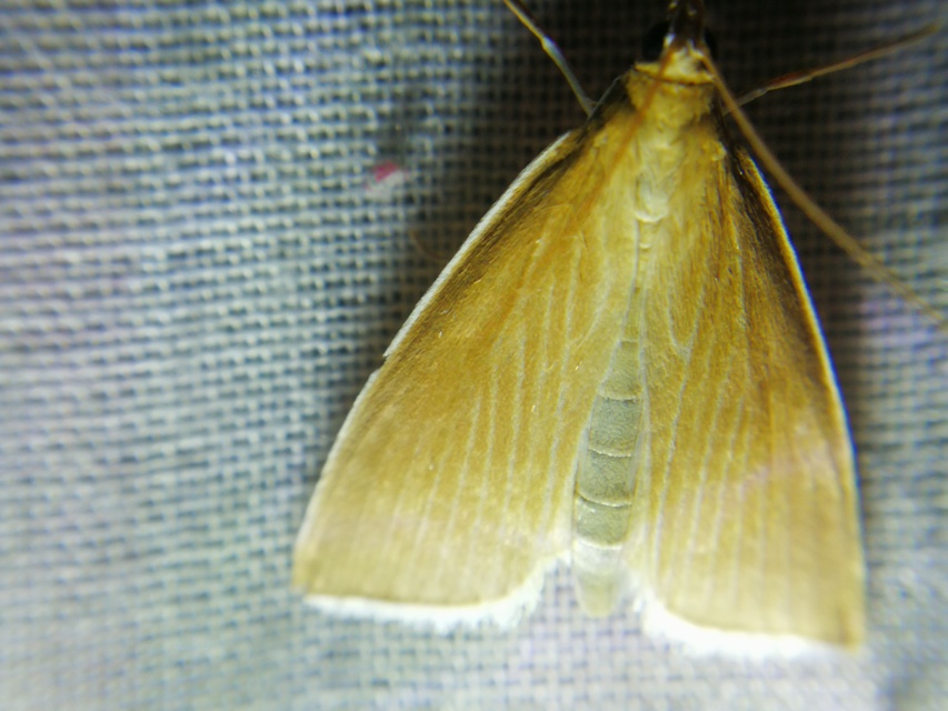 Sclerocona acutellus - hegyesszárnyú tűzmoly