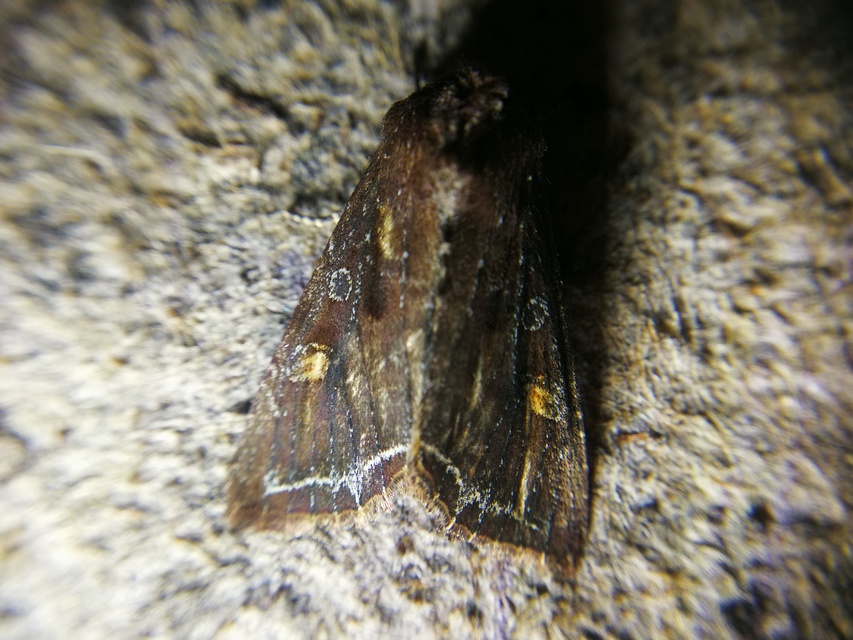 Lacanobia oleracea - saláta-kertibagoly