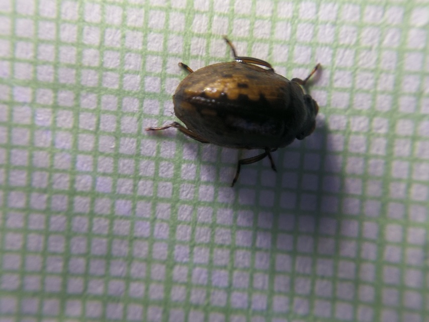 Spercheus emarginatus - ciripelő dajkacsibor