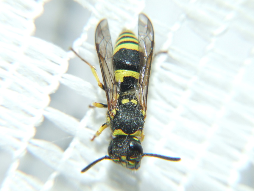Ancistrocerus