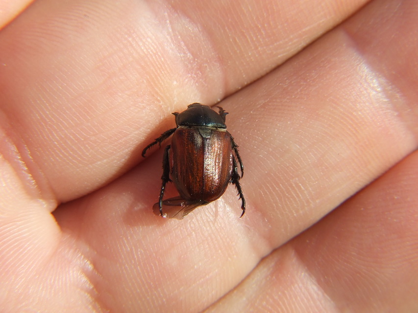 Anisoplia lata - széles szipoly Anisoplia lata - széles szipoly