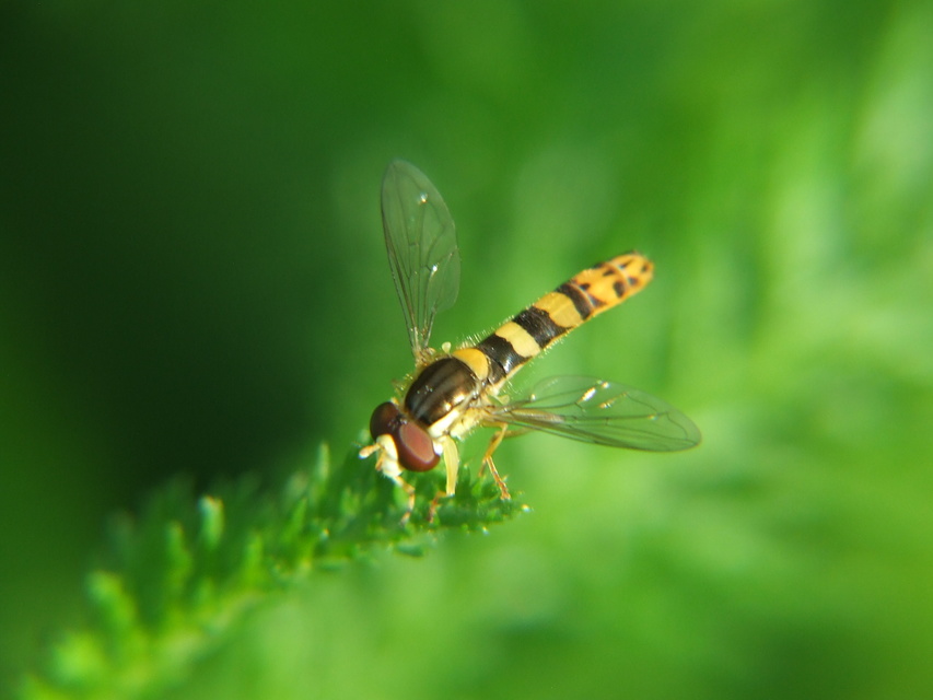 Sphaerophoria
