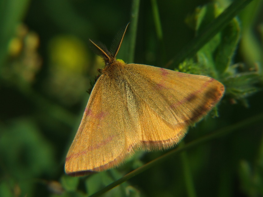 Lythria purpuraria - bíborsávos araszoló