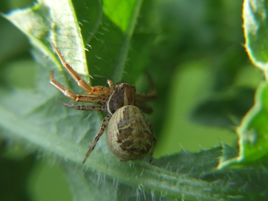 Xysticus kochi/cristatus