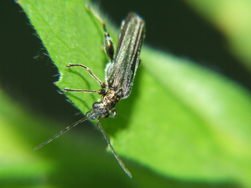 Oedemera virescens - zöldes álcincér