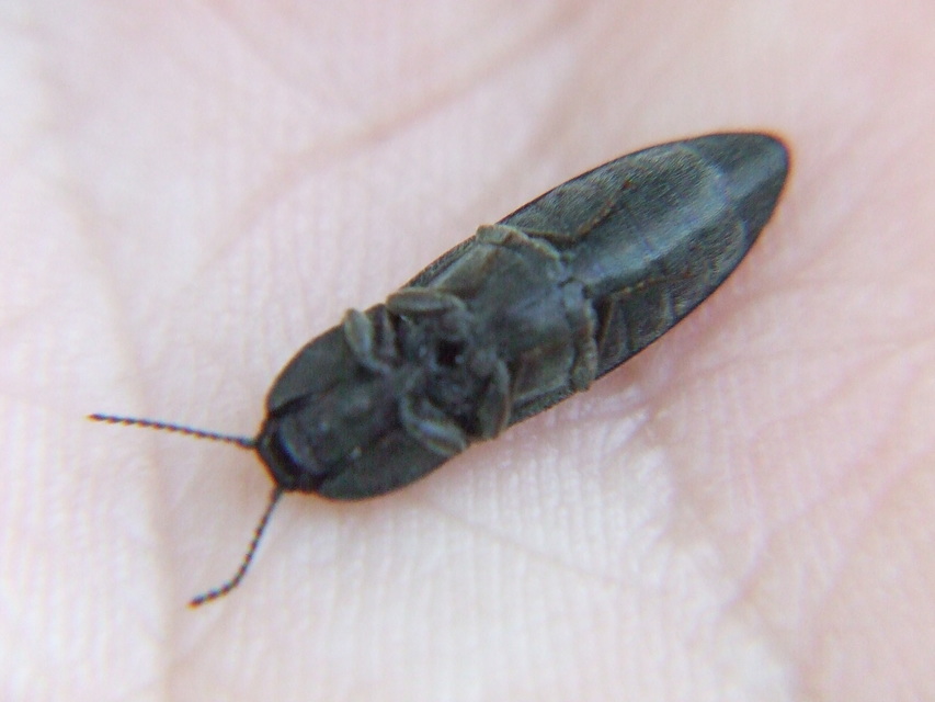 Cidnopus pilosus - szőrös pattanó
