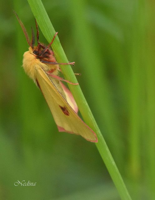 Diacrisia sannio - vörösszélű medvelepke
