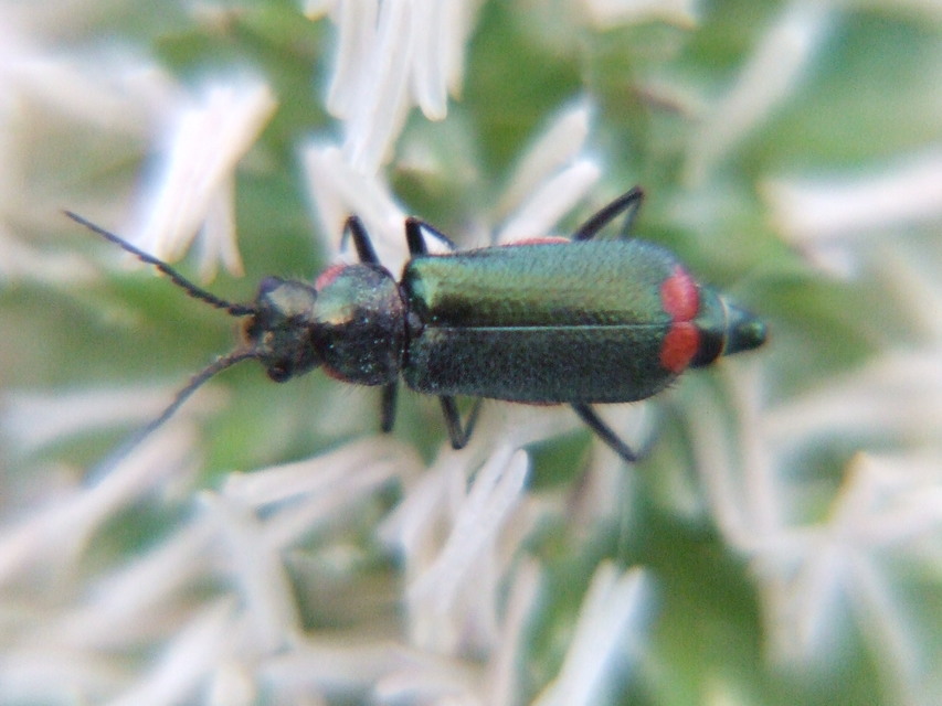 Malachius bipustulatus - kétfoltos bibircsesbogár
