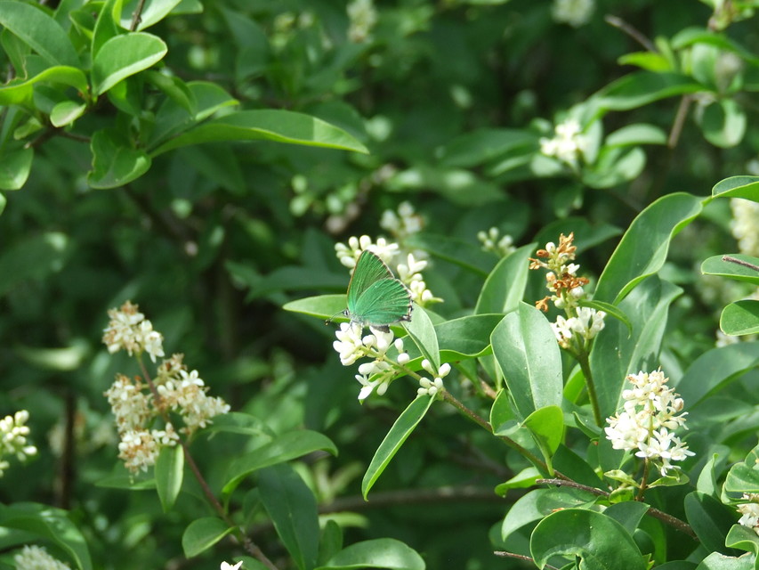Callophrys rubi - zöldfonákú lepke