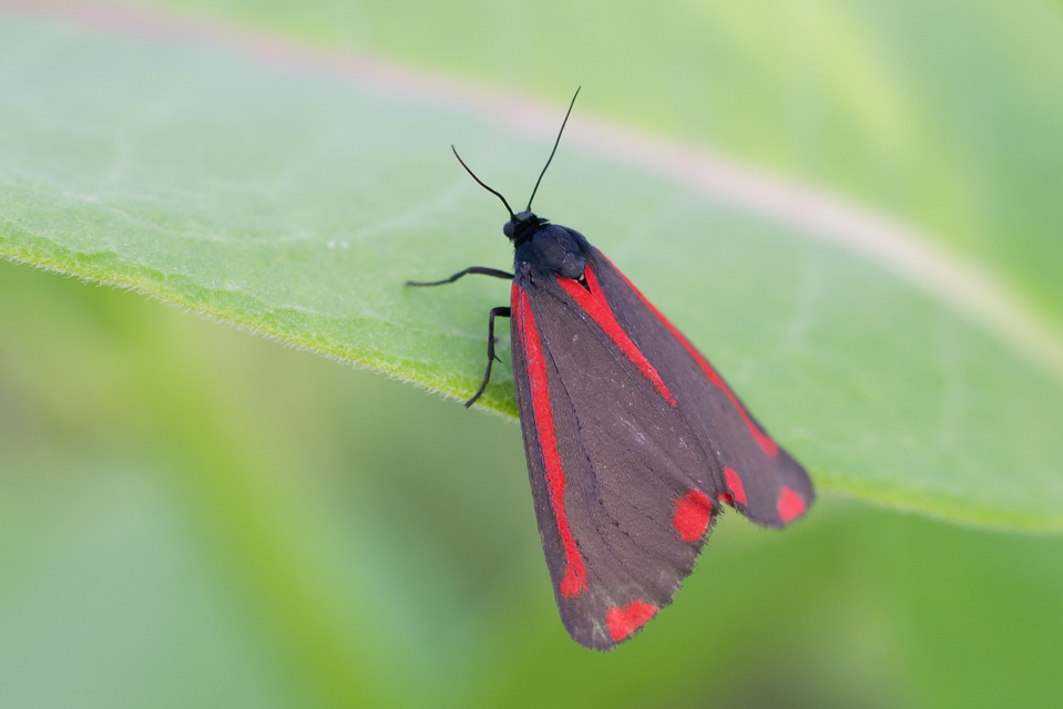 Tyria jacobaeae - jakabfű-medvelepke