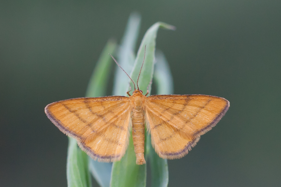Idaea aureolaria - aranyos sávosaraszoló