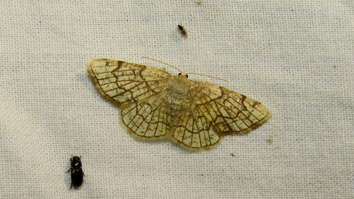 Stegania dilectaria - fehérnyár-araszoló