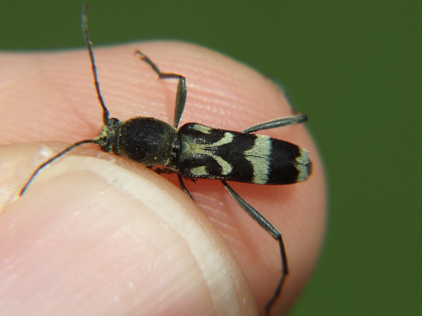 Chlorophorus figuratus - rajzos darázscincér