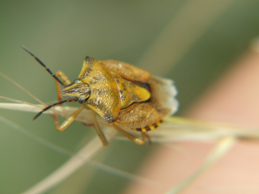 Carpocoris Carpocoris