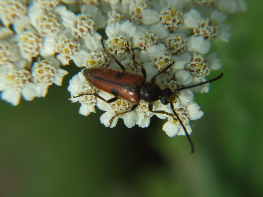 Vadonia unipunctata - kétpettyes virágcincér