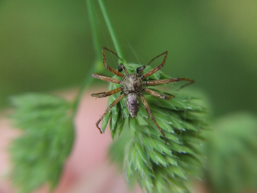 Philodromus aureolus - aranyos fürgekarolópók