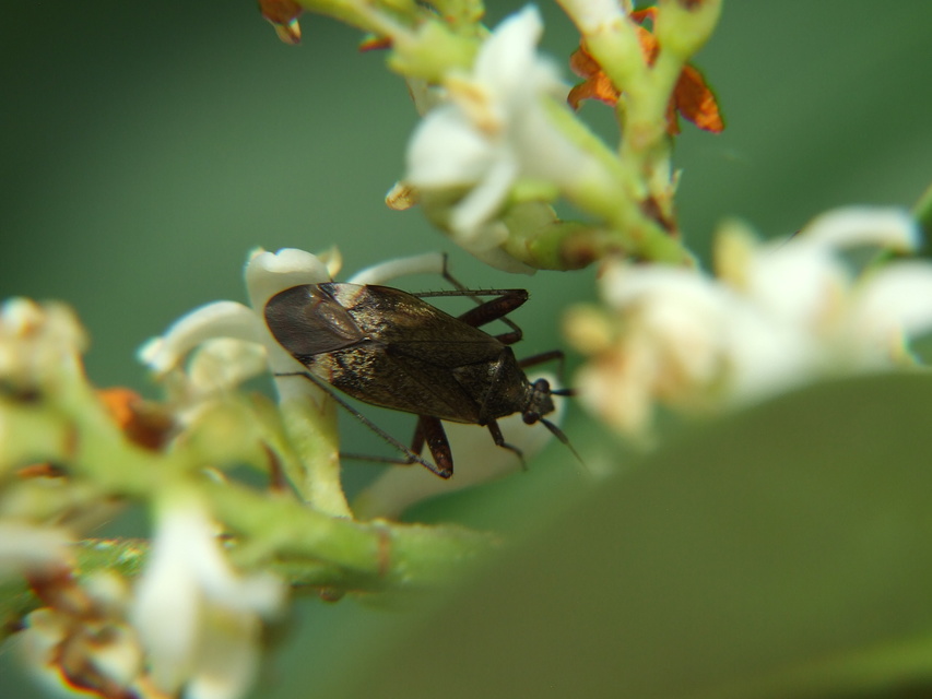 Closterotomus fulvomaculatus - komlópoloska Closterotomus fulvomaculatus - komlópoloska