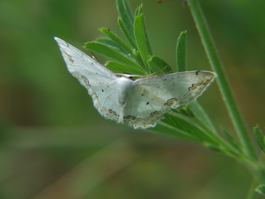 Scopula ornata - díszes fehéraraszoló