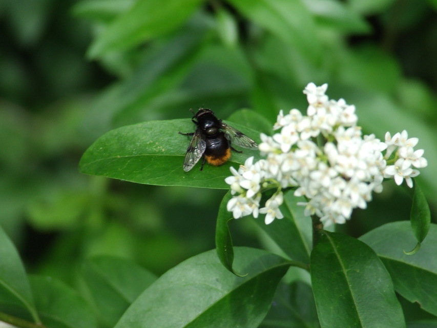 Volucella bombylans - bundás pihelégy