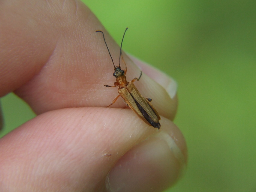 Oedemera podagrariae - székfű-álcincér