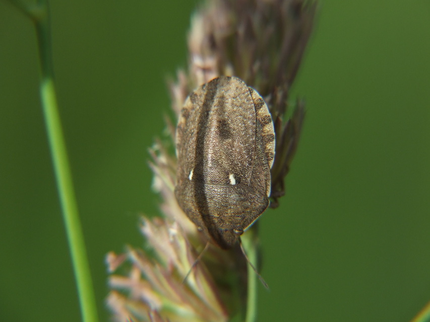 Eurygaster Eurygaster