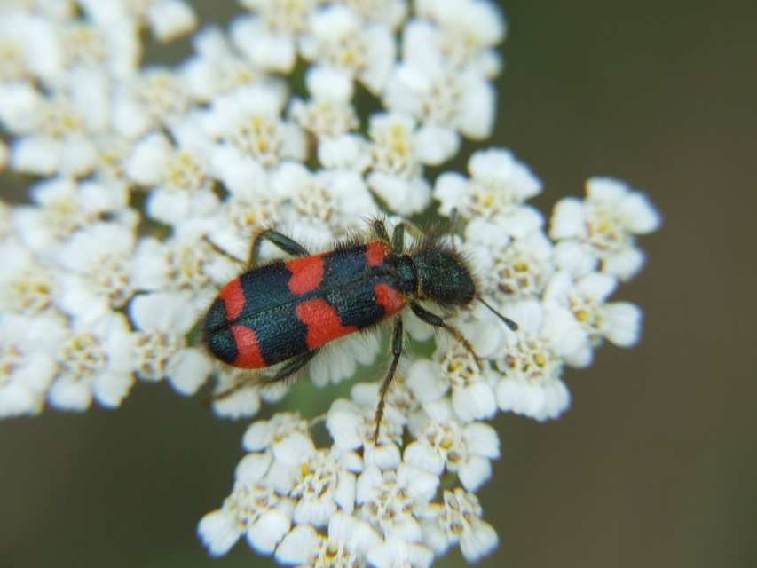 Trichodes favarius - hatfoltos méhészbogár