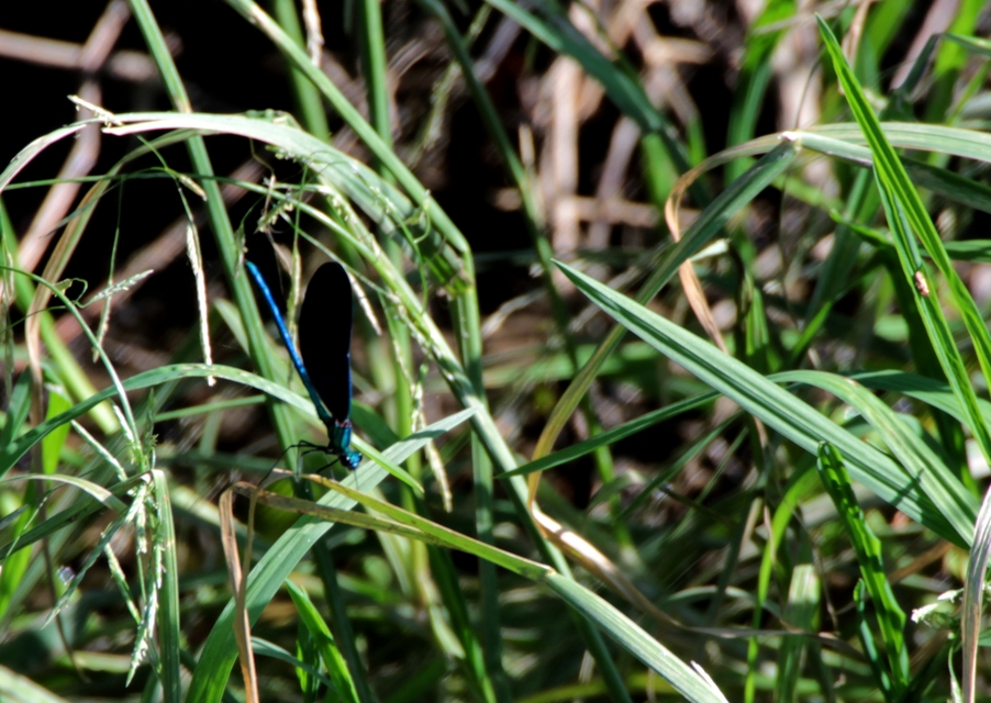 Calopteryx virgo - kisasszony-szitakötő