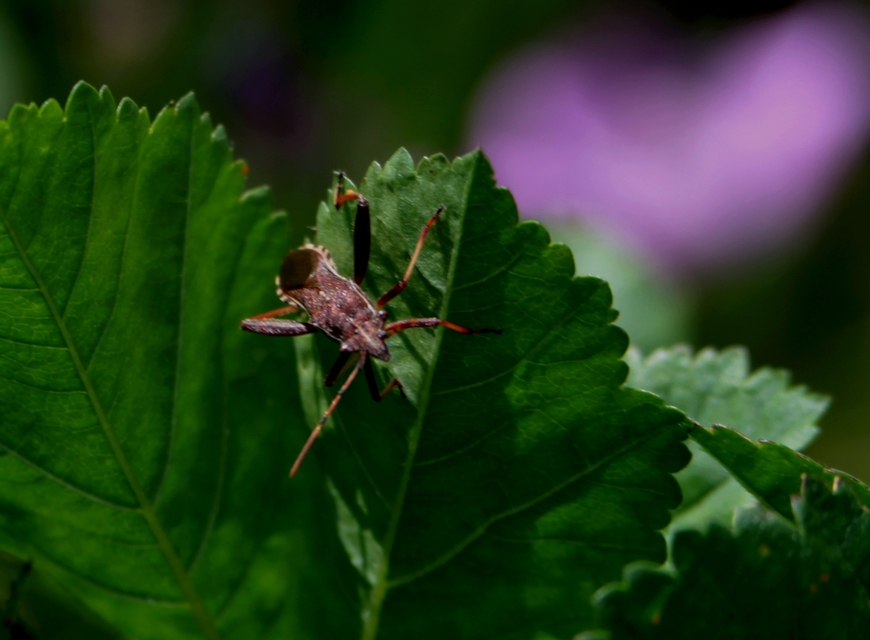 Camptopus lateralis - görbelábú karimáspoloska
