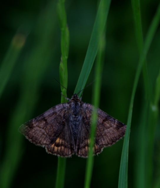 Euclidia glyphica - közönséges nappalibagoly