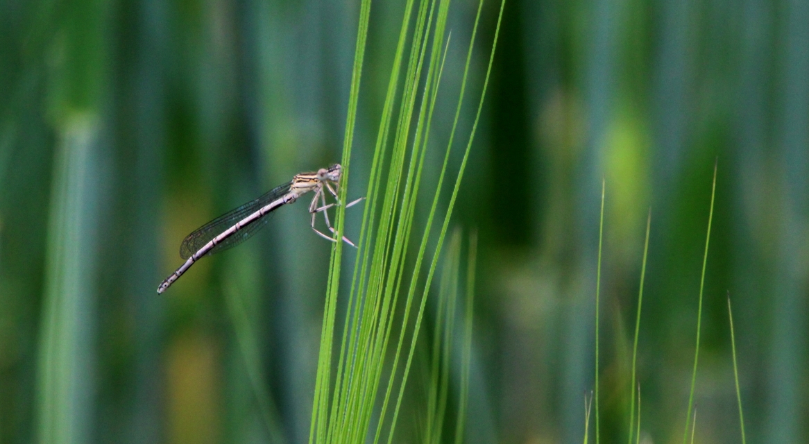Platycnemis pennipes - széleslábú szitakötő