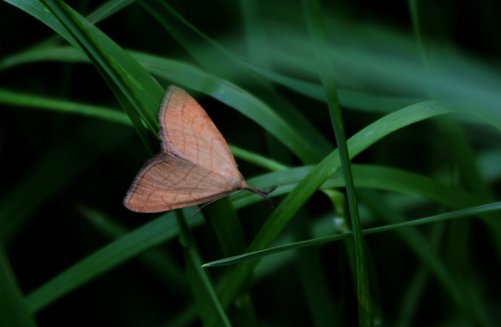 Polypogon tentacularia - sötétaljú karcsúbagoly