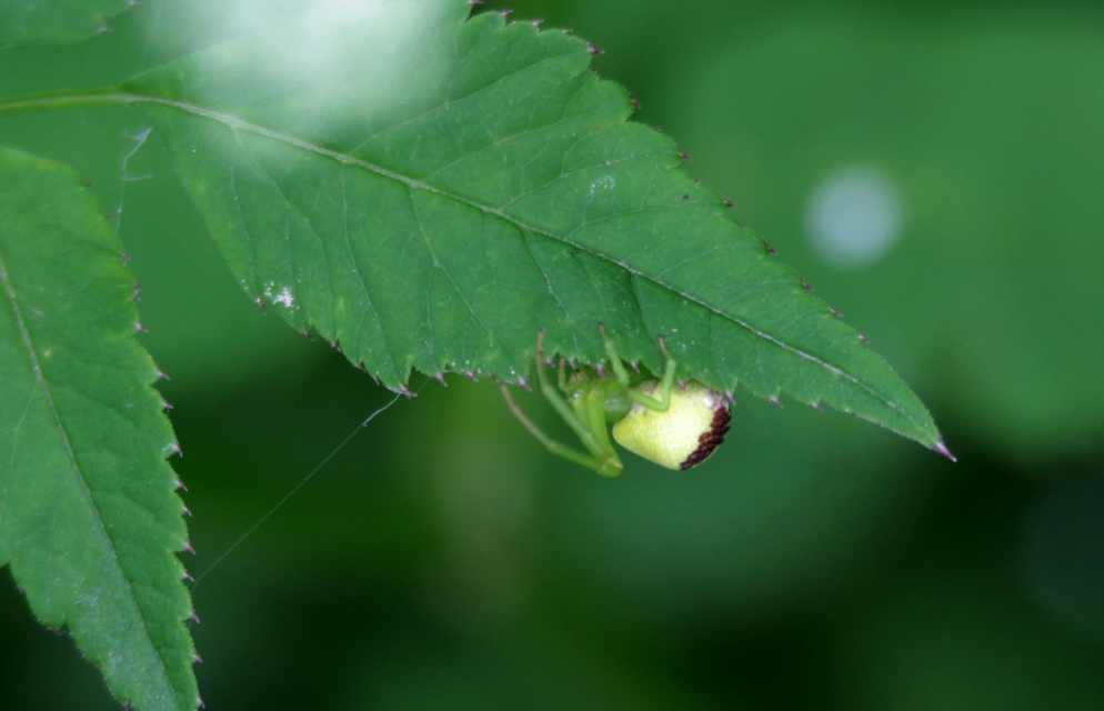 Ebrechtella tricuspidata - alakoskodó karolópók