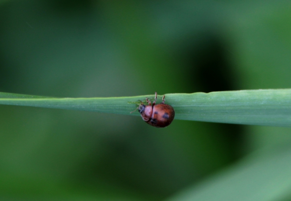 Cynegetis impunctata - pázsitfűböde